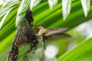 mały ptaszek leci w gnieździe w obiekcie Avatar Amazon Lodge & Canopy Park w mieście Santa Teresa