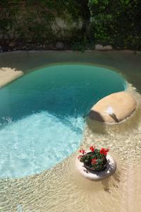 a pool of water with a pot of flowers in it at Sunflower Villa in Franschhoek in Franschhoek