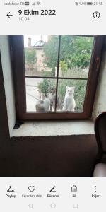 two cats are looking out of a window at Esens Stone House in Mustafapaşa