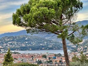 a pine tree in front of a city and a lake at Lake Como view Apartment in Como