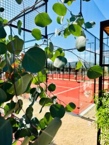 a bunch of green leaves on a tennis court at MYA Hotel Boutique in Valle de Guadalupe