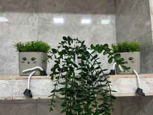 three potted plants are sitting on a shelf at Apartments Gabliani in Mestia in Mestia +49 photos