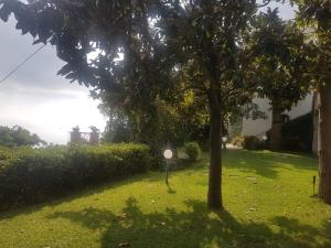 a tree in a yard with a sign in the grass at Villa San Vito Amalfi Coast A timeless charm in Vietri sul Mare