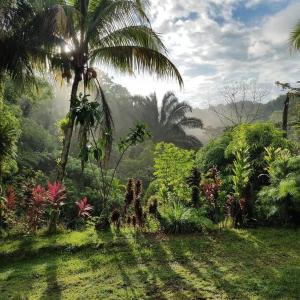 a palm tree in the middle of a lush green field at Casita Verde, 800 mts from beach in Playa Hermosa