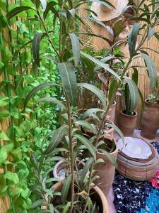 un grupo de plantas en macetas en un jardín en cristal appart, en Essaouira