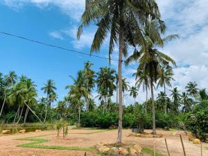 a palm tree in a field with palm trees at COCO RELAX AYURVEDA VILLAS in Hikkaduwa