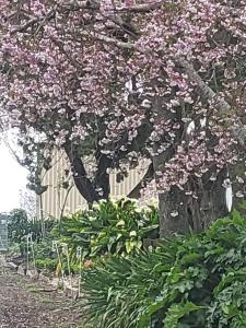 einen Baum mit rosa Blumen im Garten in der Unterkunft Tui Cottage 