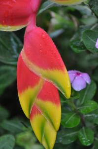 Una flor roja y verde con gotas de lluvia. en Gone Fishin Holiday Units en Karumba