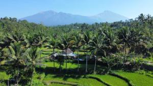 a resort with palm trees and mountains in the background at Sarang Walet Homestay in Tetebatu