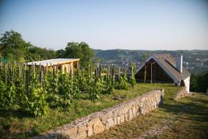 Une rangée de vignes dans un champ à côté d'un bâtiment dans l'établissement Ég & Föld Borvendégház, à Szekszárd