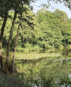 a body of water with trees and a forest at The Windmill in Busheyheath