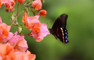 a black butterfly perched on a pink flower at JustFor2 in Wilderness