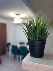 eine schwarze Topfpflanze auf einem Tisch in einem Büro in der Unterkunft Sweet Apartment Madinaty in Madinaty