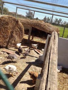 Kép Agriturismo S´Aranada szállásáról Marrùbiuban a galériában