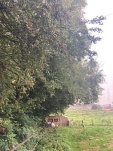 un fienile in un campo sotto un albero di Tiny House Bohême pour amoureux en Day use 12 à 20H a Pont-à-Celles