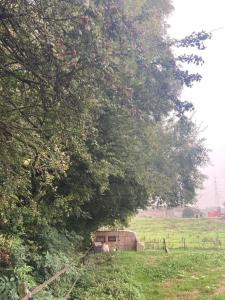 a barn in a field under a tree at Tiny House Bohême pour amoureux en Day use 12 à 20H in Pont-à-Celles