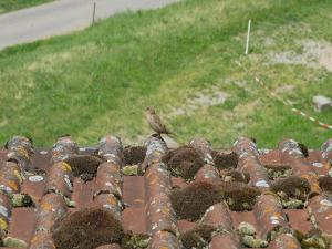 ptak siedzący na dachu w obiekcie Ferienwohnungen Ringlihof w mieście Horben