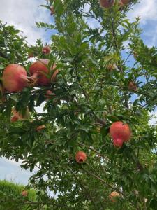 ein Apfelbaum mit roten Äpfeln, der darauf wächst in der Unterkunft LA CASETTA - chalet in campagna in Legnaro
