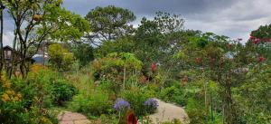 un jardín lleno de flores y árboles en Family house - stay on pine hill Dalat en Xuan An