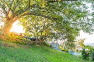 a tree on a hill next to a house at Chestnut Country Lodge in Hazyview +30 photos