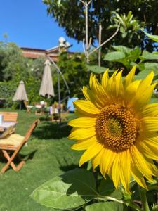 a large yellow sunflower sitting in a garden at Lemon-Ada Butik Otel in Kusadası