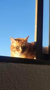 Um gato está sentado no peitoril da janela em Habitación Amplia con Vistas em Granada