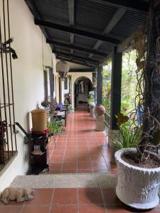 un corridoio di una casa con un cane steso sul pavimento di RUAJ HOSTAL -Wellness-Colonial-Exclusive- a Antigua Guatemala