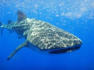 聖卡塔利娜的住宿－OceanFront Bungalows - Paradise Rentals，鲸鲨在蓝色水域游泳