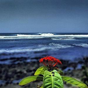 a red flower in front of the ocean at OceanFront Bungalows - Paradise Rentals in Santa Catalina