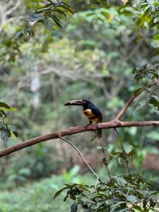 a bird perched on top of a tree branch at Modern House for Families A/C in Turrialba