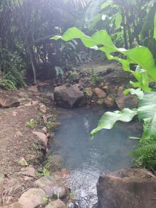 a stream in the middle of a forest at Logement de roots evasions in Petit-Bourg