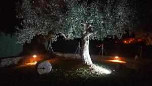 Zahrada ubytování Casa Fonset