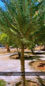 uma árvore no meio de um parque em نزل ريفي ( شاليه زراعي ) 