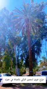 um grupo de palmeiras num parque de estacionamento em نزل ريفي ( شاليه زراعي ) 