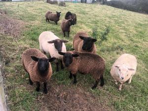 una manada de ovejas de pie en un campo en Drumgauty Cottage en Strabane