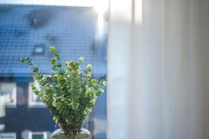 a glass vase filled with green plants in a window at FourSolos Apartment in Central Essen in Essen