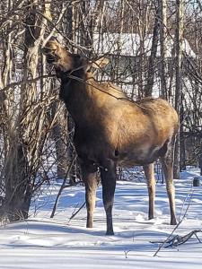 un alce parado en la nieve junto a los árboles en Moose Valley Inn, en Palmer