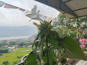 Foto sihtkohas Pokhara asuva majutusasutuse GAUTAM GARDEN GUEST HOUSE galeriist