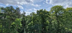 een groep bomen met een hemel op de achtergrond bij Apartment mit Parkblick & Massagestuhl in Leipzig