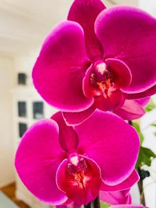 a group of pink orchid flowers in a vase at Casa Calina in Mauguio