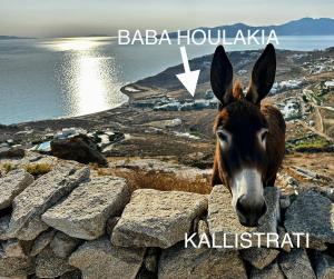 a donkey is looking over a stone wall at Baba Houlakia in Houlakia