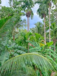 a group of palm trees in a forest at Aldea bleu in Midigama