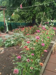 Casa Golub - Transylvania - Romania في Cheia: حديقة مليئة بالورود الزهرية في الفناء