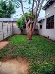 a tree in the yard of a house at The Urban Hub in Block 5 in Gaborone