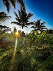 a group of palm trees in a field with the sunset at Jungle Haven Bali - Eco Lodge in Meliling