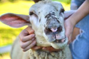 Altri animali domestici presso l'appartamento o nei dintorni