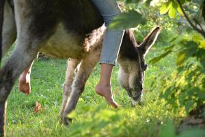 Altri animali domestici presso l'appartamento o nei dintorni