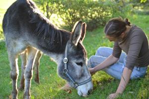 Altri animali domestici presso l'appartamento o nei dintorni