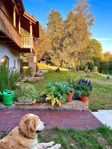 un chien pondant dans l'herbe à côté de certaines plantes dans l'établissement Sunhill Appartments, à Winhöring