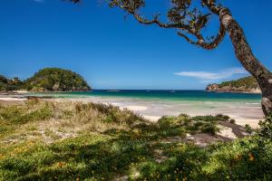 a beach with a tree and the ocean at Kiwi Classic in Matapouri